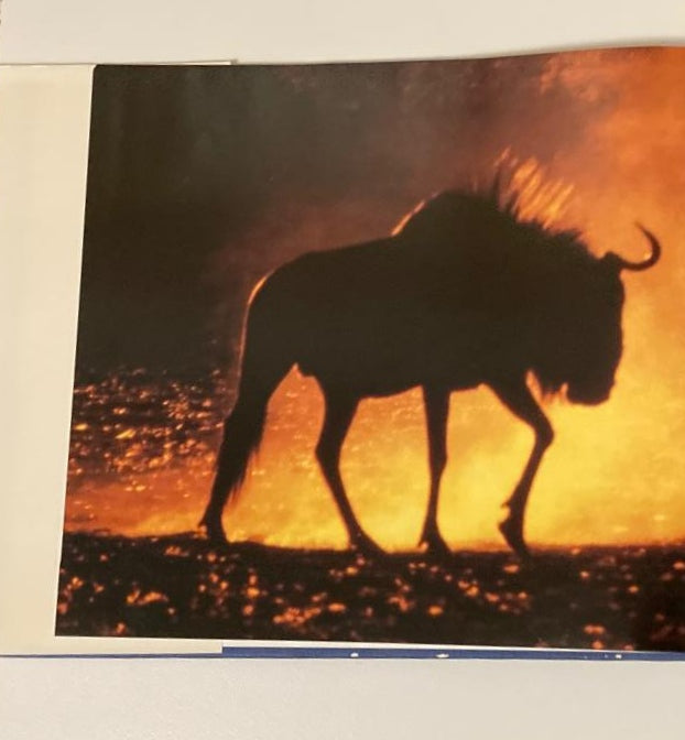 The best of wildlife photography in Southern Africa