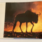 The best of wildlife photography in Southern Africa
