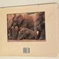 African elephants: A photographic celebration - Nigel Dennis (Photographer) and Clive Walker (Text)