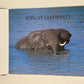 African elephants: A photographic celebration - Nigel Dennis (Photographer) and Clive Walker (Text)