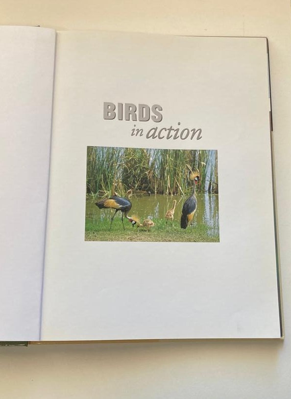 Birds in action - Phil Hockey